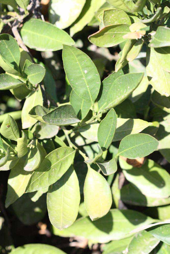              Sun leaves (Riverside, CA)       